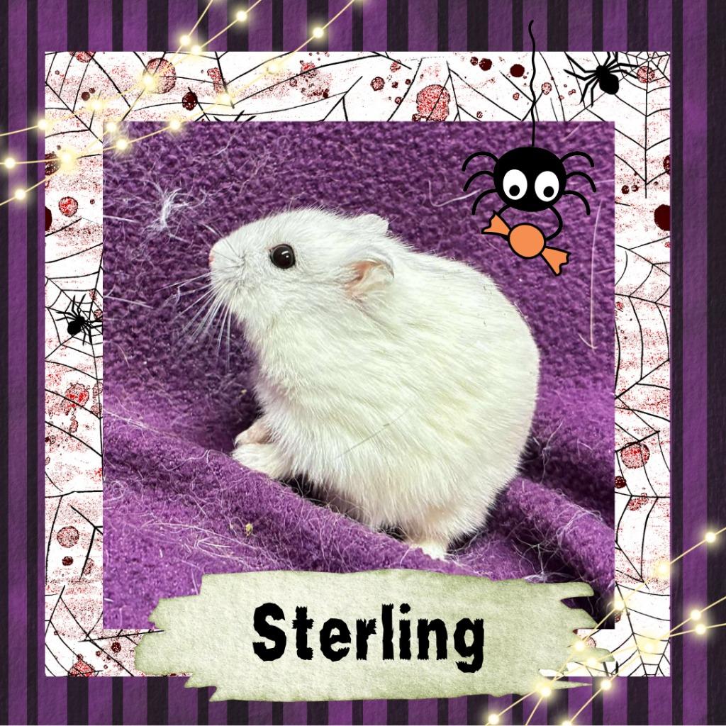 Enlarge Sterling, a Adoptable Hamster in Elizabethtown, KY image 3/3