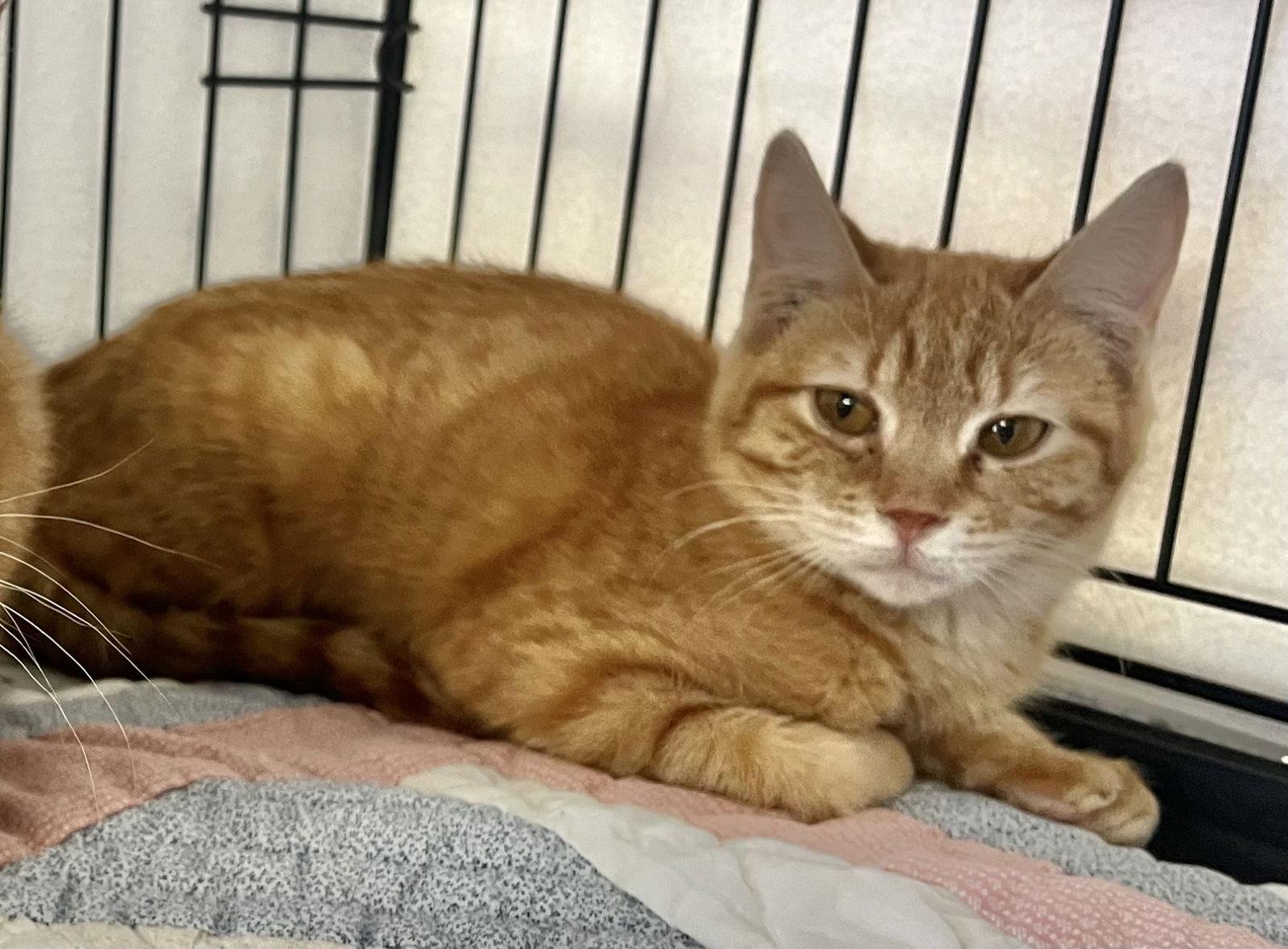 Enlarge Bohemian Raspberry and Netflix, a Adoptable Domestic Short Hair in Shawnee, KS image 1/3