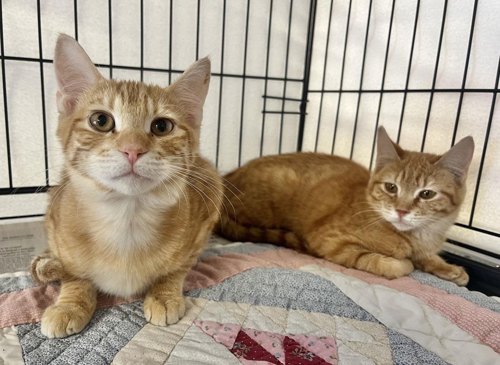 Enlarge Bohemian Raspberry and Netflix, a Adoptable Domestic Short Hair in Shawnee, KS image 2/3