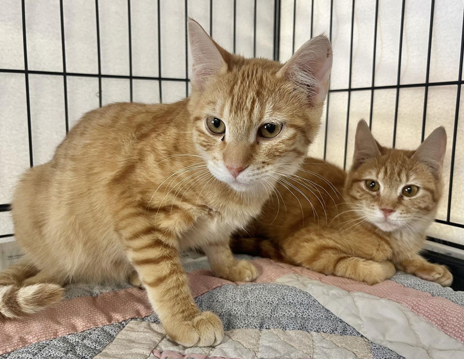 Enlarge Bohemian Raspberry and Netflix, a Adoptable Domestic Short Hair in Shawnee, KS image 3/3