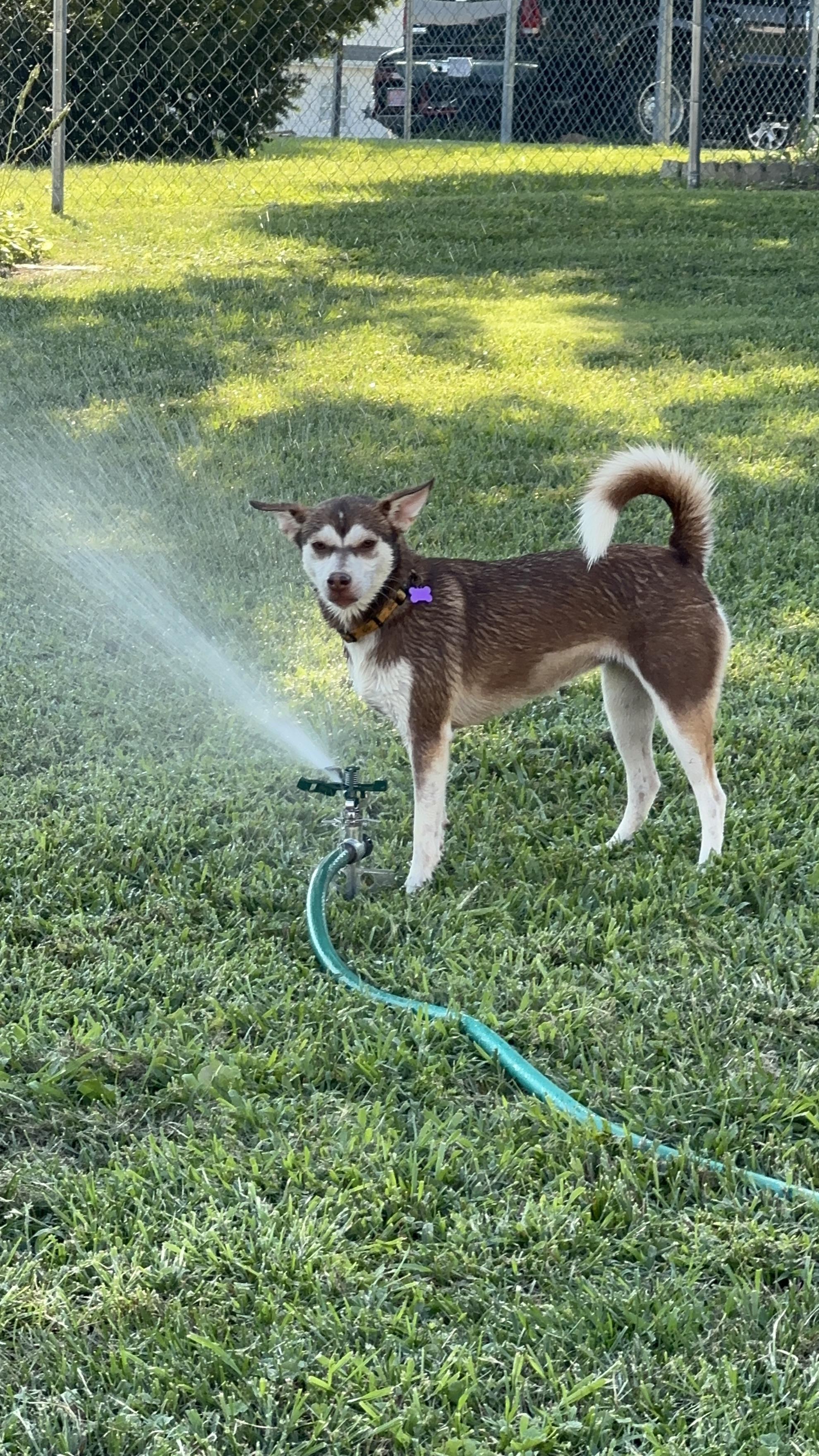 Sweet Pea, Adoptable, Young Female Siberian Husky & Rat Terrier.