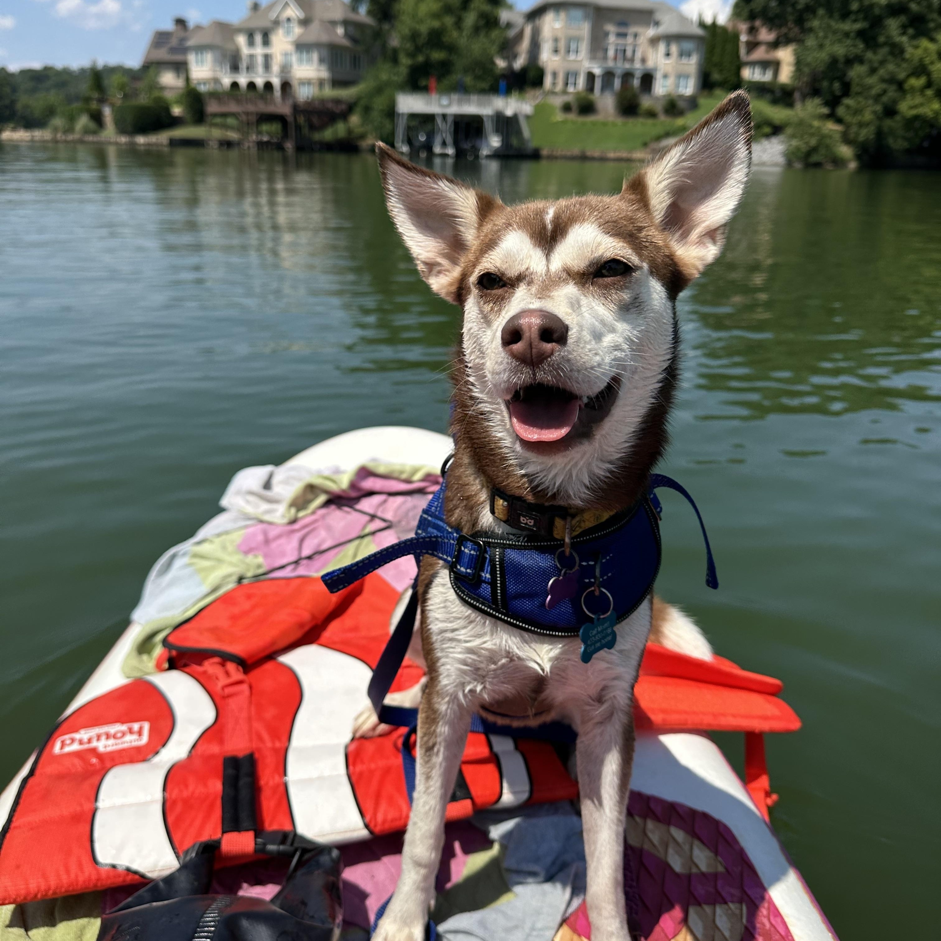 Sweet Pea, Adoptable, Young Female Siberian Husky & Rat Terrier.
