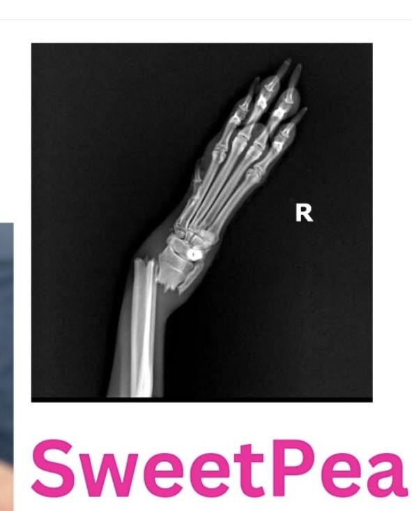 Sweet Pea, a Adoptable mixed breed in Sherman, CT image 4/6