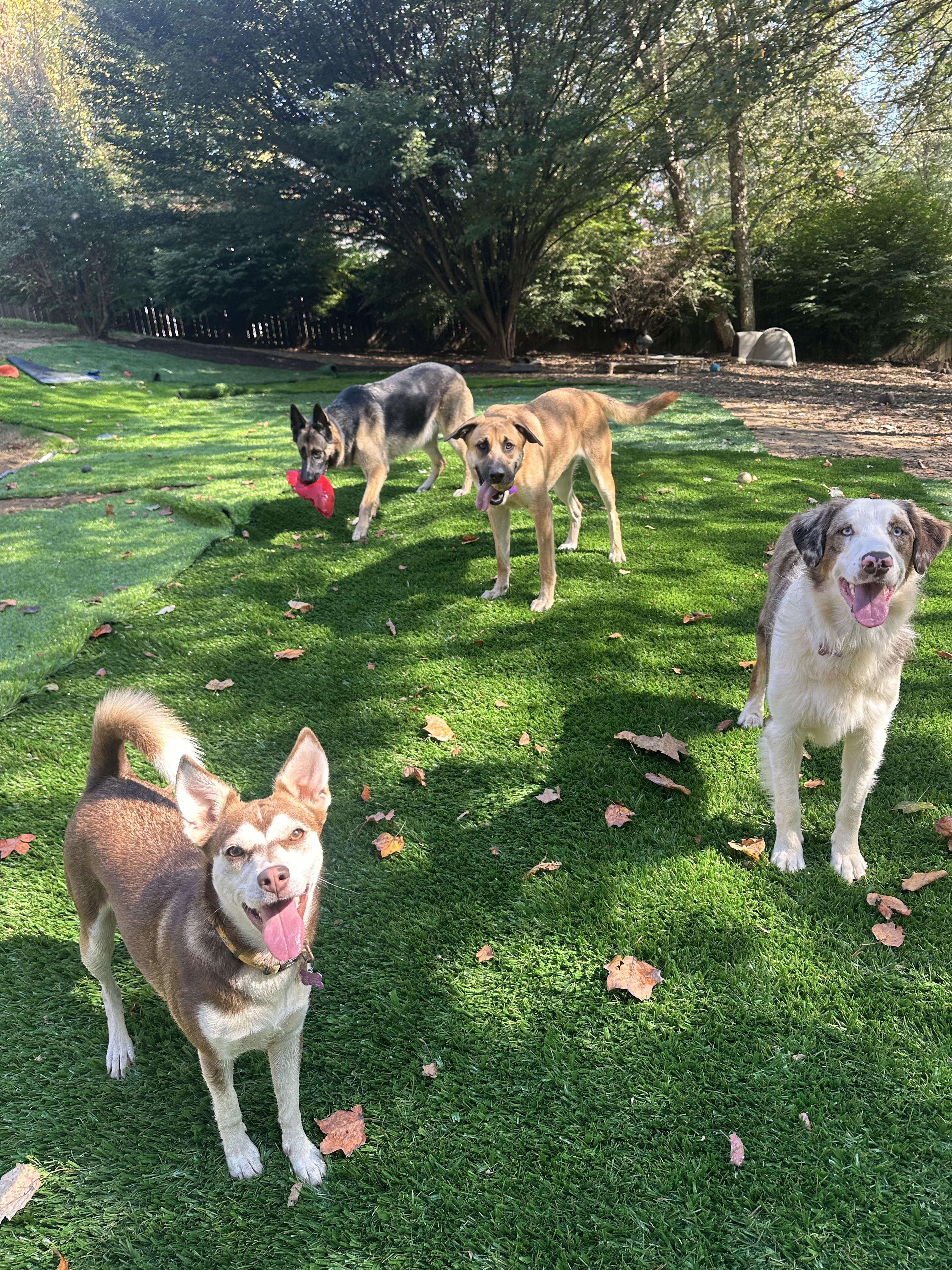 Sweet Pea, a Adoptable mixed breed in Sherman, CT image 5/6