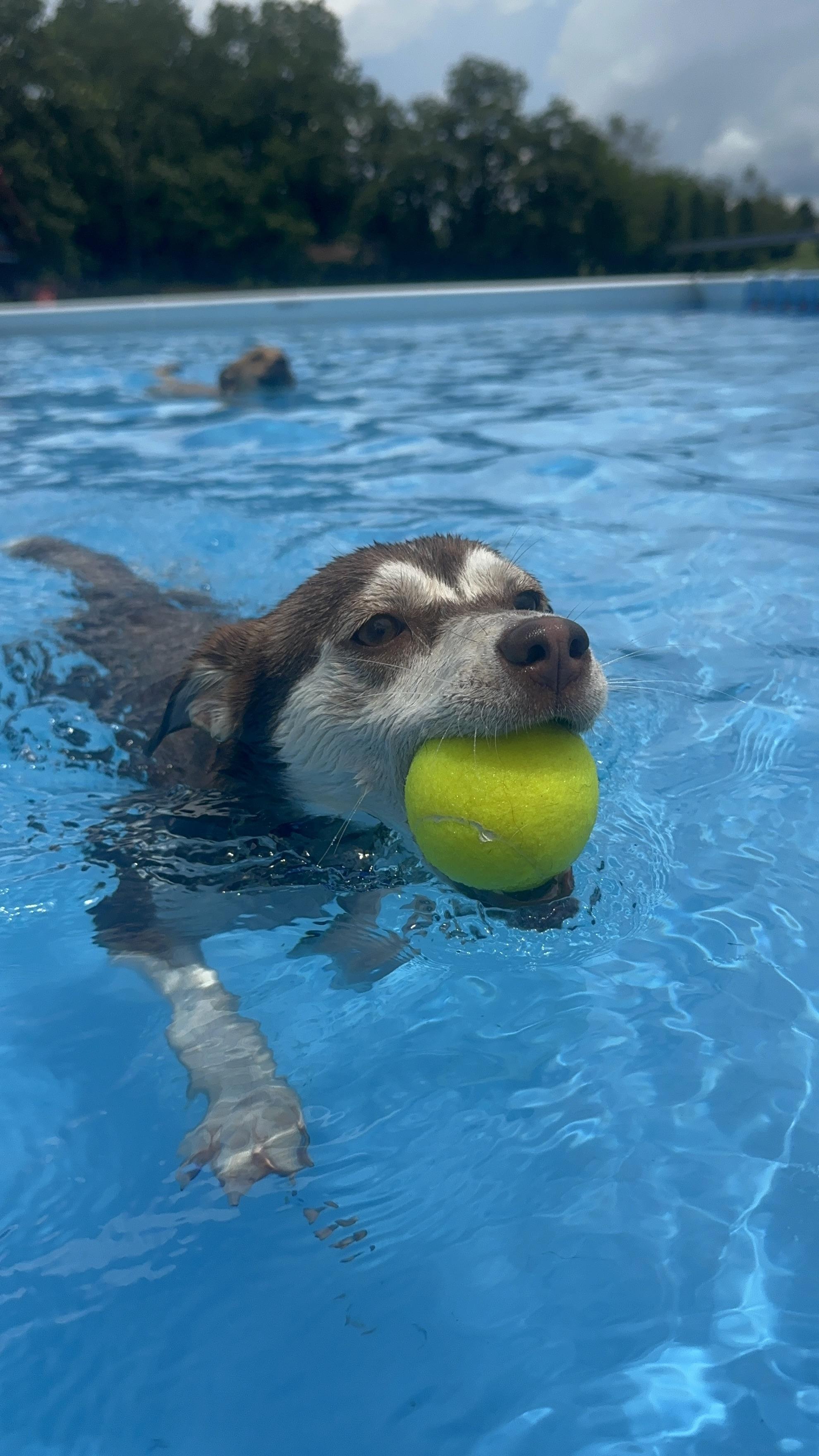Sweet Pea, a Adoptable mixed breed in Sherman, CT image 6/6