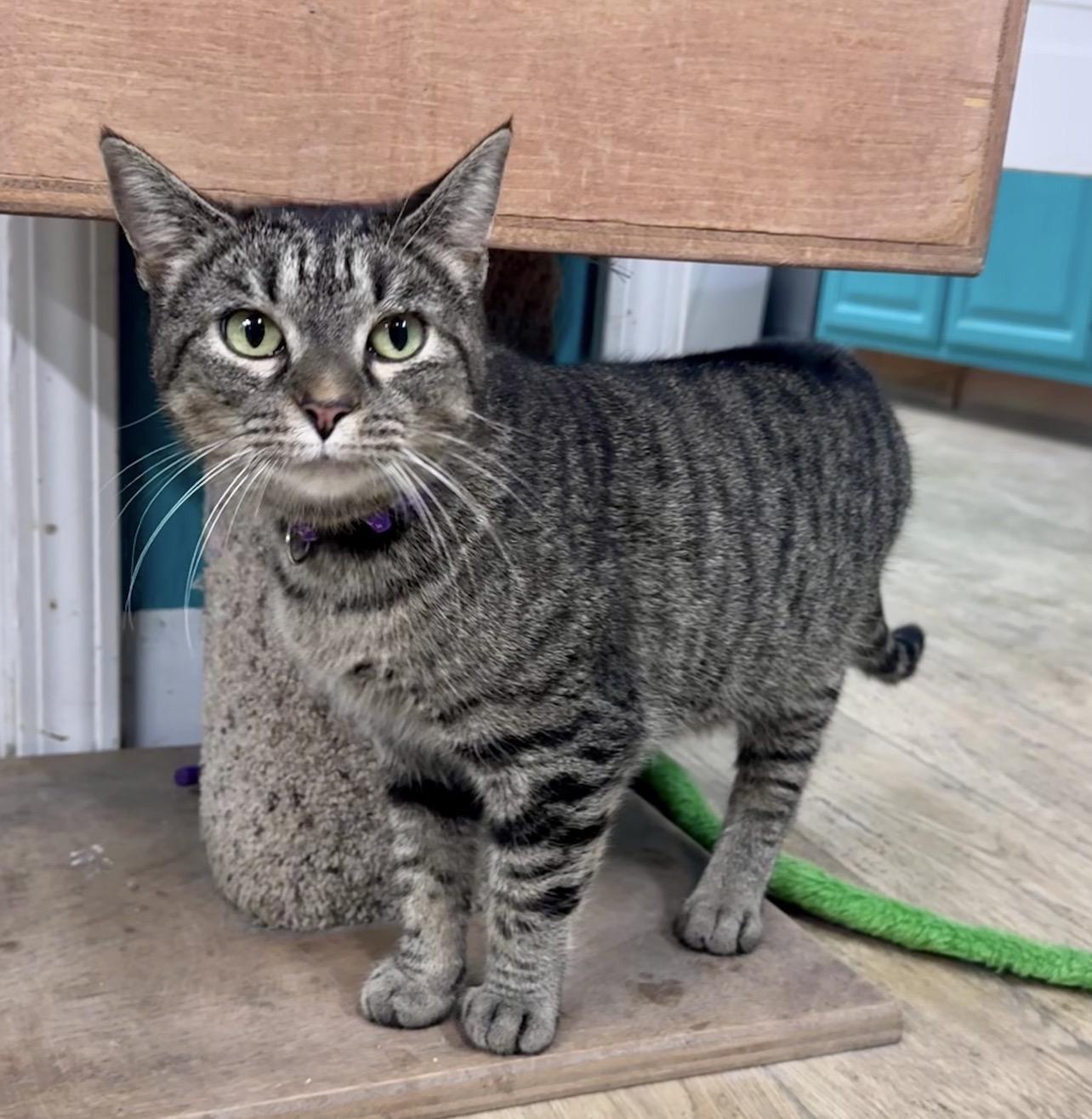 Stella, ADOPTABLE, Adult Female Tabby.