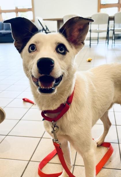 Ricky Bobby, ADOPTABLE, Adult Male Mixed Breed.