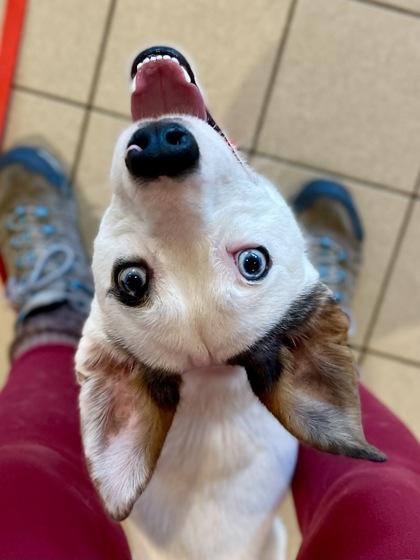 Enlarge Ricky Bobby, a ADOPTABLE Mixed Breed in Traverse City, MI image 3/3