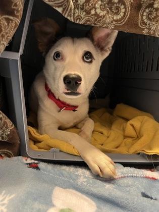 Enlarge Ricky Bobby, a ADOPTABLE Mixed Breed in Traverse City, MI image 2/3