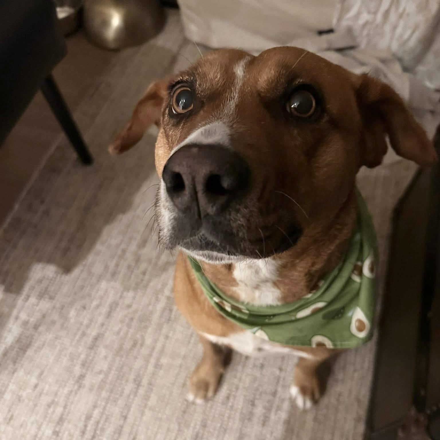 Enlarge Felice, a ADOPTABLE mixed breed in Kingston, ON image 1/6