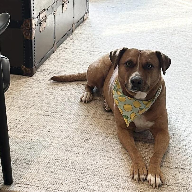 Enlarge Felice, a ADOPTABLE mixed breed in Kingston, ON image 5/6