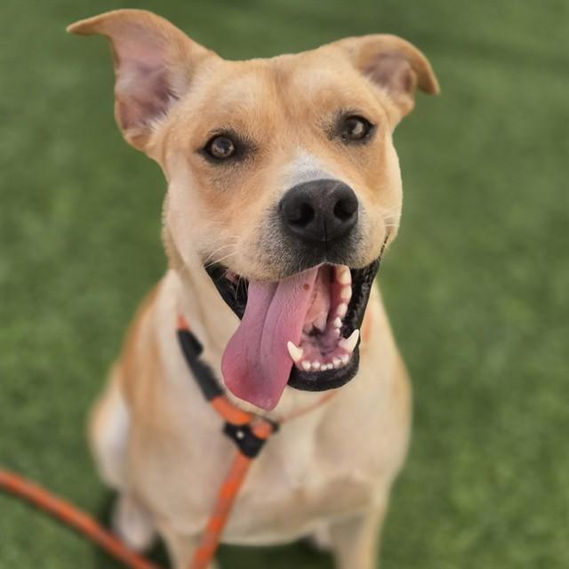 CEDAR, Adoptable, Young Male Pit Bull Terrier & Mixed Breed.