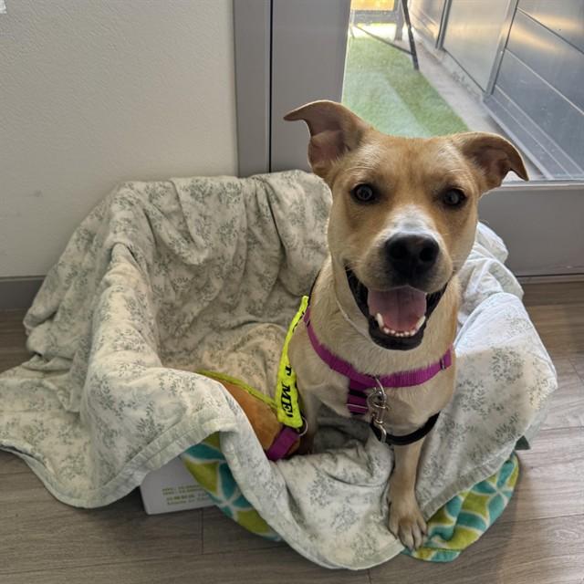 CEDAR, Adoptable, Young Male Pit Bull Terrier & Mixed Breed.