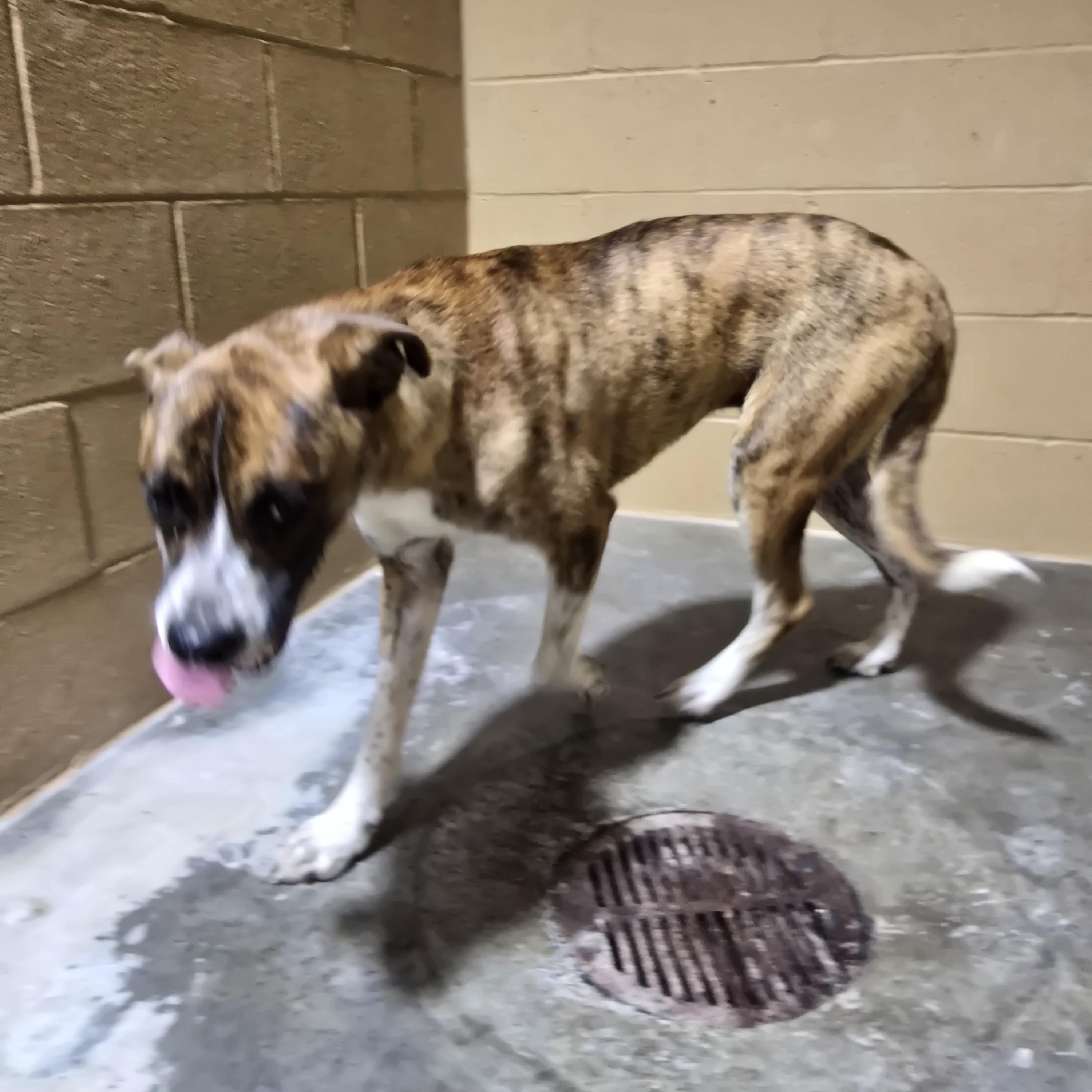 Enlarge Cajun, an adoptable Mixed Breed in McCrory, AR image 4/4