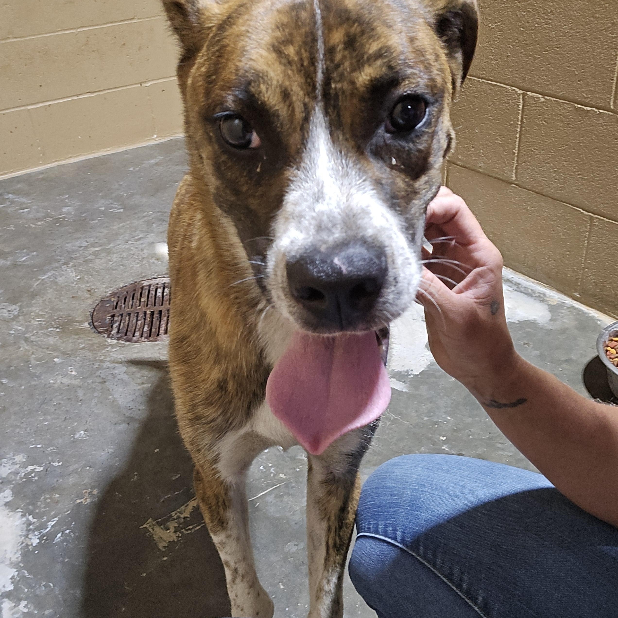 Enlarge Cajun, an adoptable Mixed Breed in McCrory, AR image 2/4