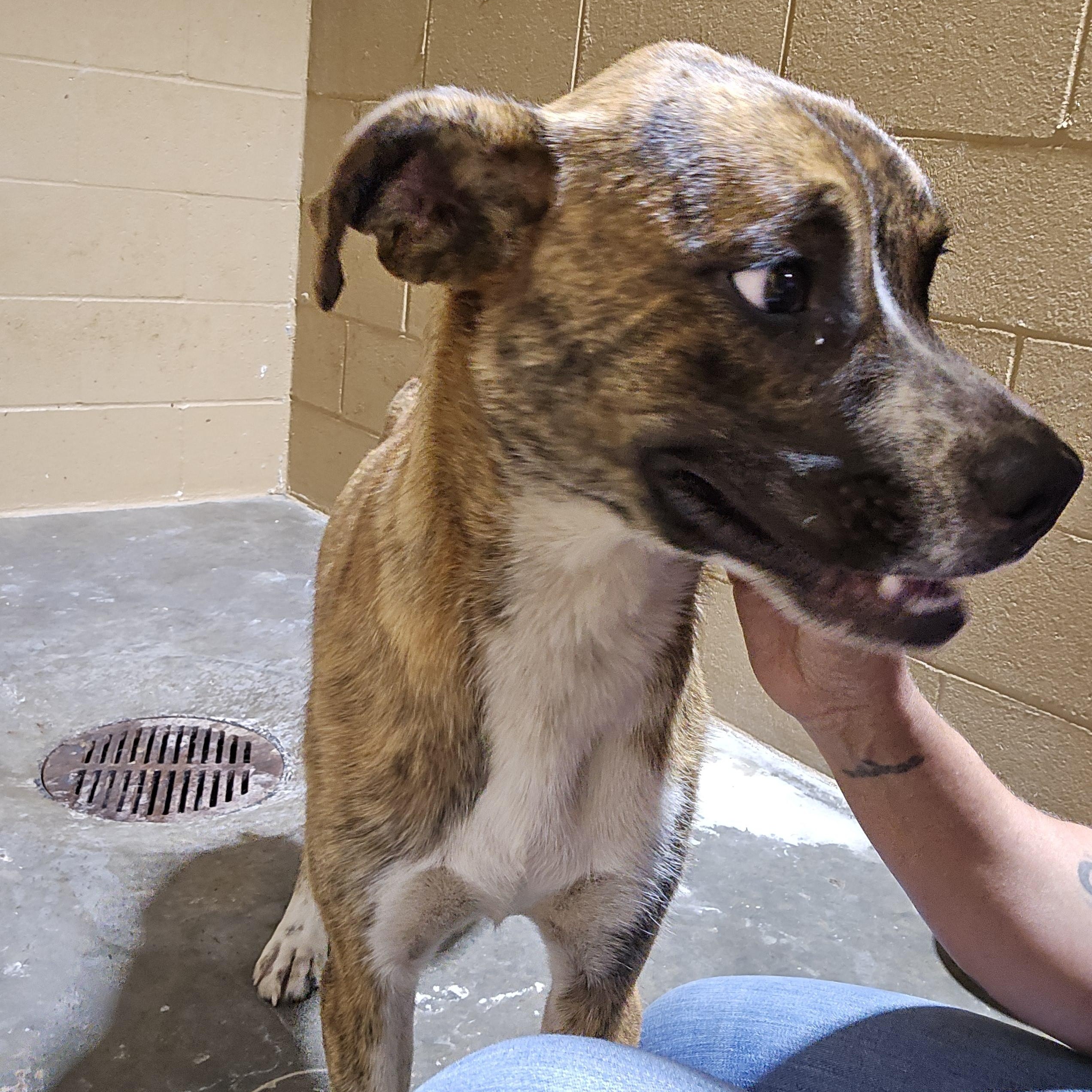 Enlarge Cajun, an adoptable Mixed Breed in McCrory, AR image 3/4