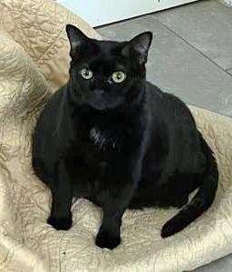 Talia, Adoptable, Young Female Domestic Short Hair.