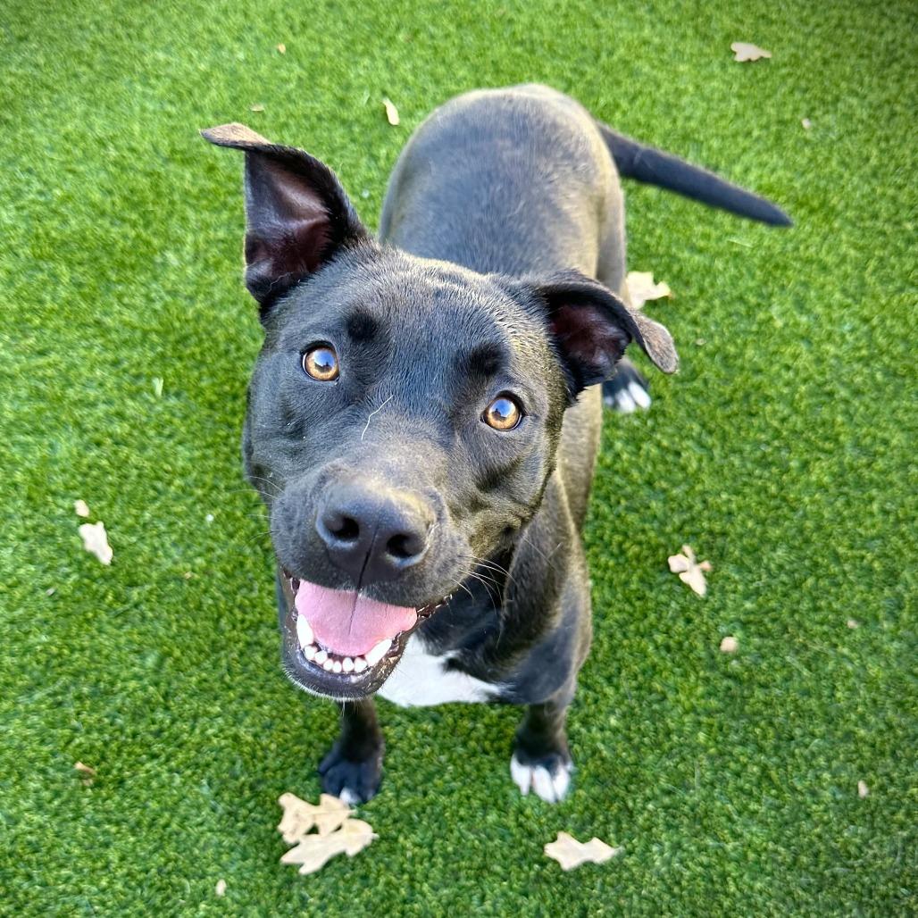 Boo Boo, Adoptable, Adult Female Mixed Breed.