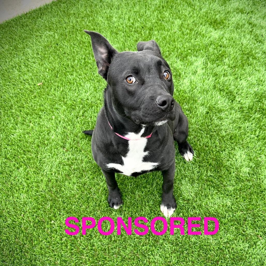 Enlarge Boo Boo, a Adoptable Mixed Breed in Ardmore, OK image 2/3