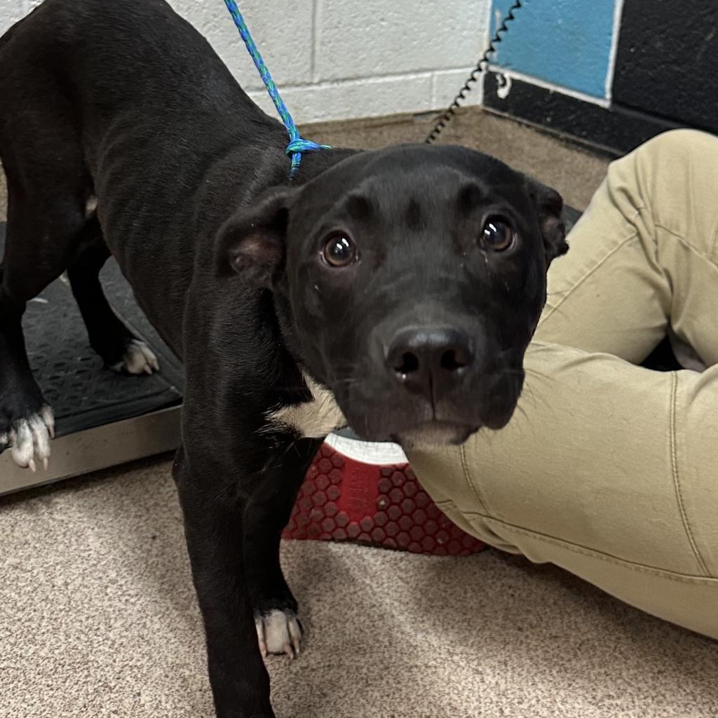 Enlarge Boo Boo, a Adoptable Mixed Breed in Ardmore, OK image 3/3