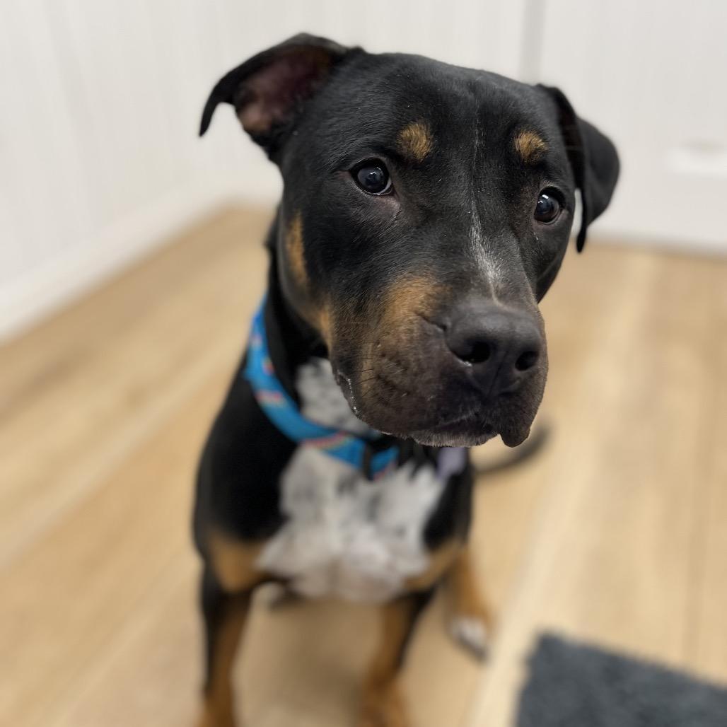 Enlarge Finnegan, a Adoptable mixed breed in Chesapeake, VA image 1/6