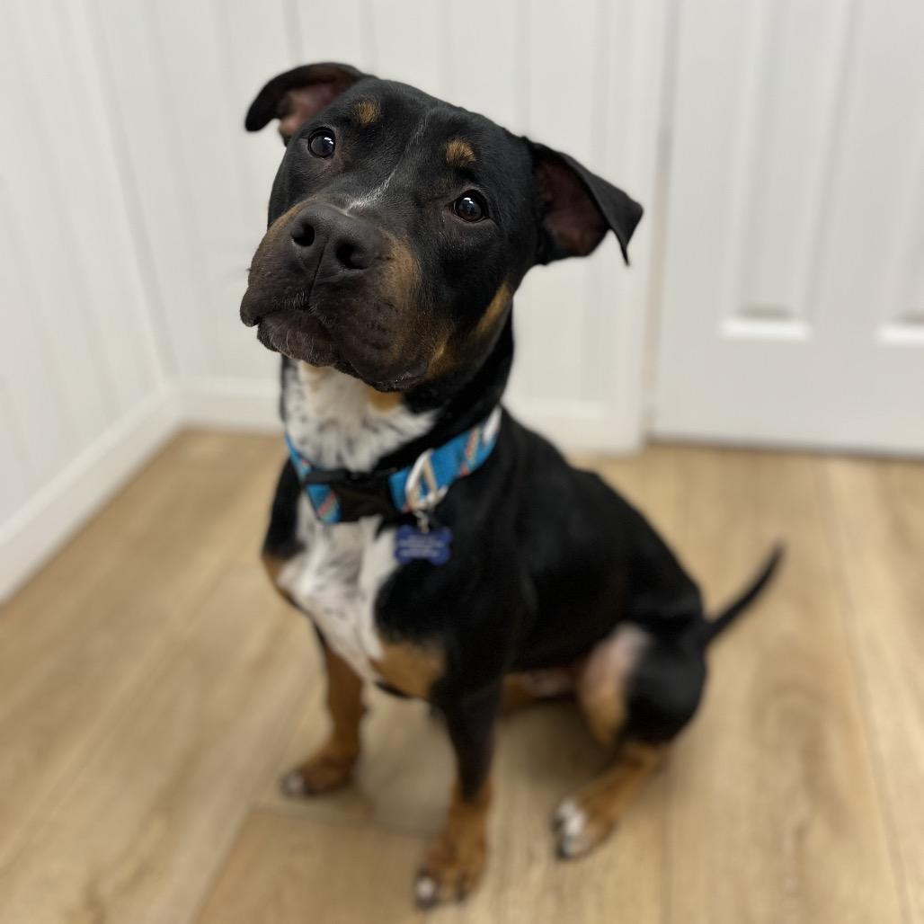 Enlarge Finnegan, a Adoptable mixed breed in Chesapeake, VA image 2/6