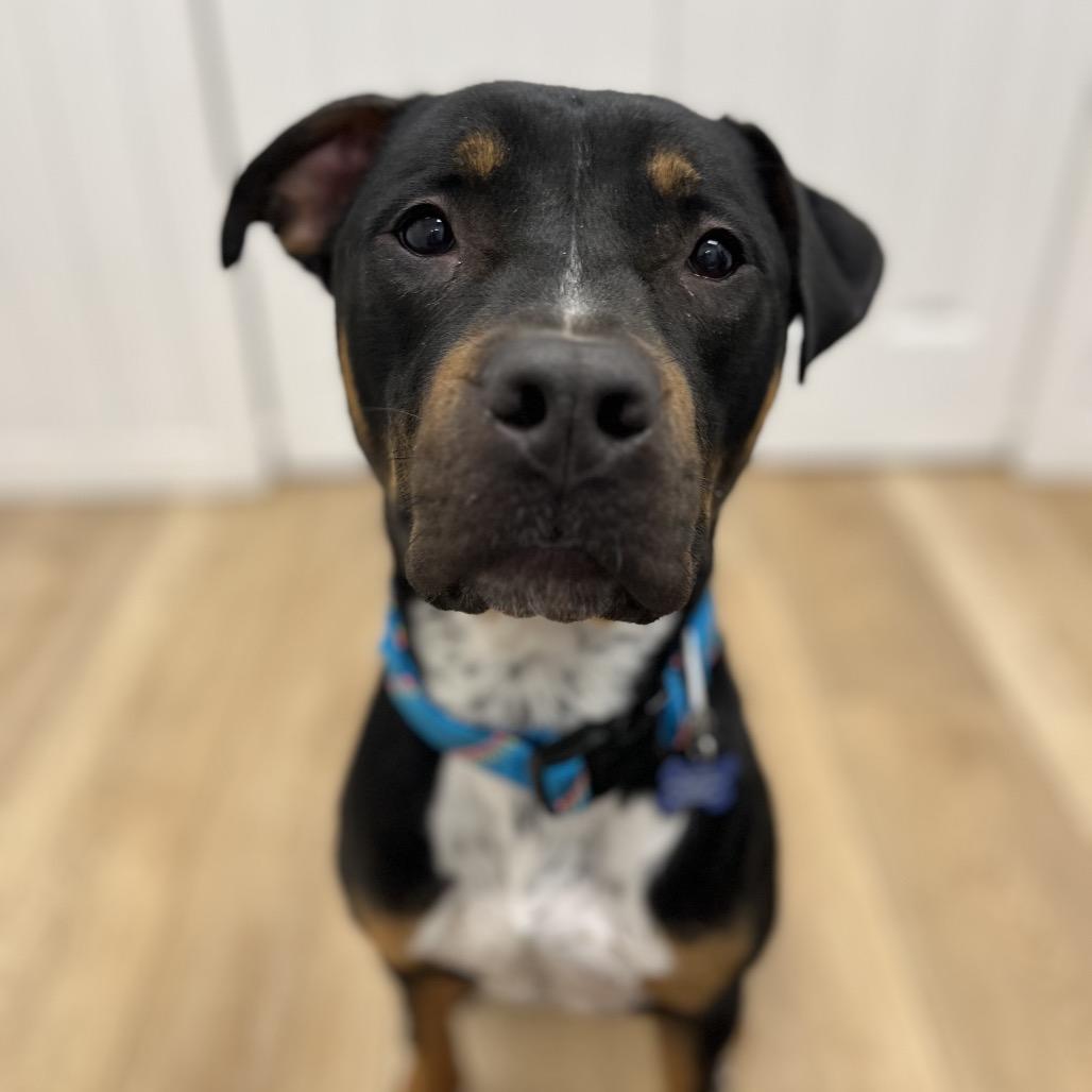 Enlarge Finnegan, a Adoptable mixed breed in Chesapeake, VA image 6/6