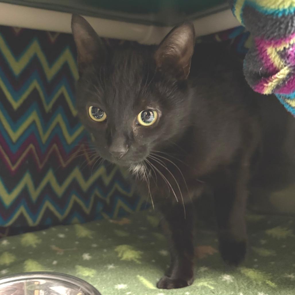 Emmylou, Adoptable, Young Female Domestic Short Hair.