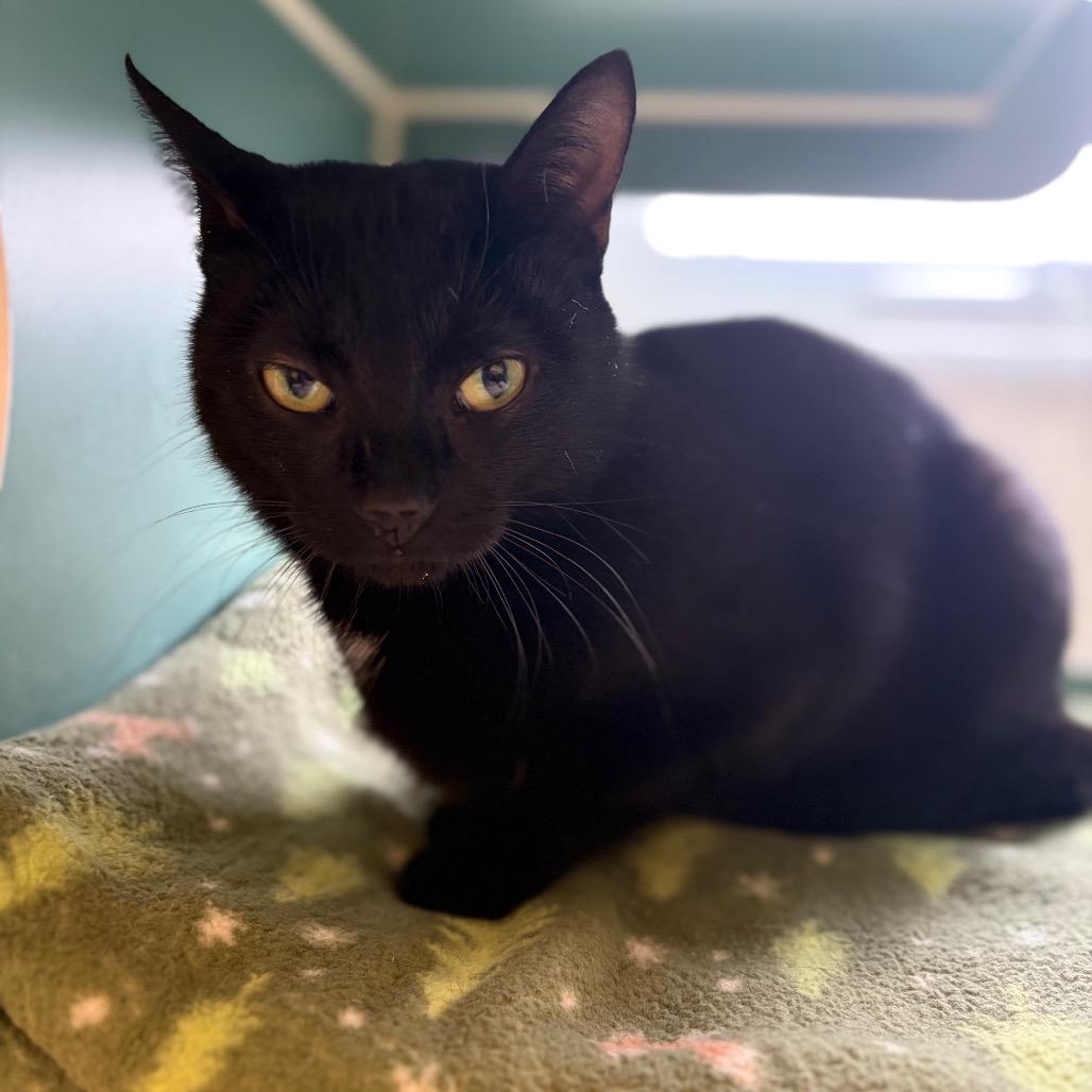 Enlarge Emmylou, a Adoptable Domestic Short Hair in Morrisville, VT image 2/3