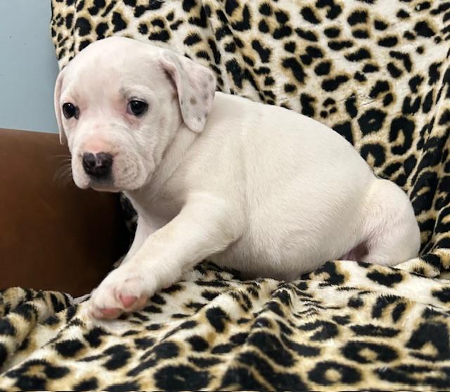 Rosalie Royal thumbnail 2