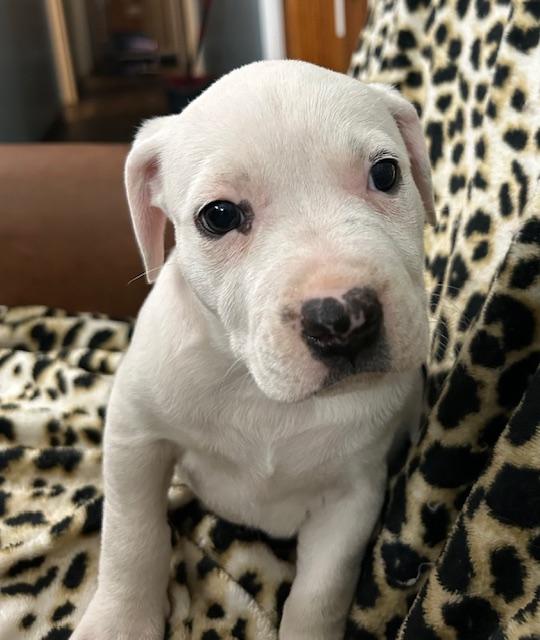 Rosalie Royal thumbnail 3