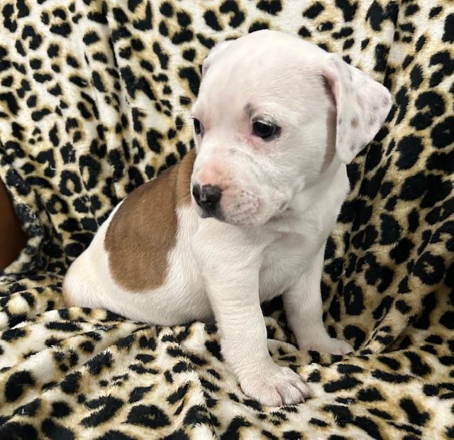 Rosalie Royal thumbnail 4