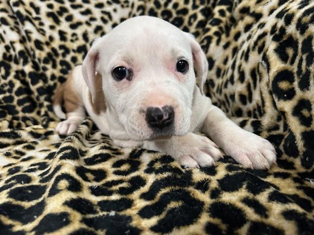 Rosalie Royal thumbnail 5