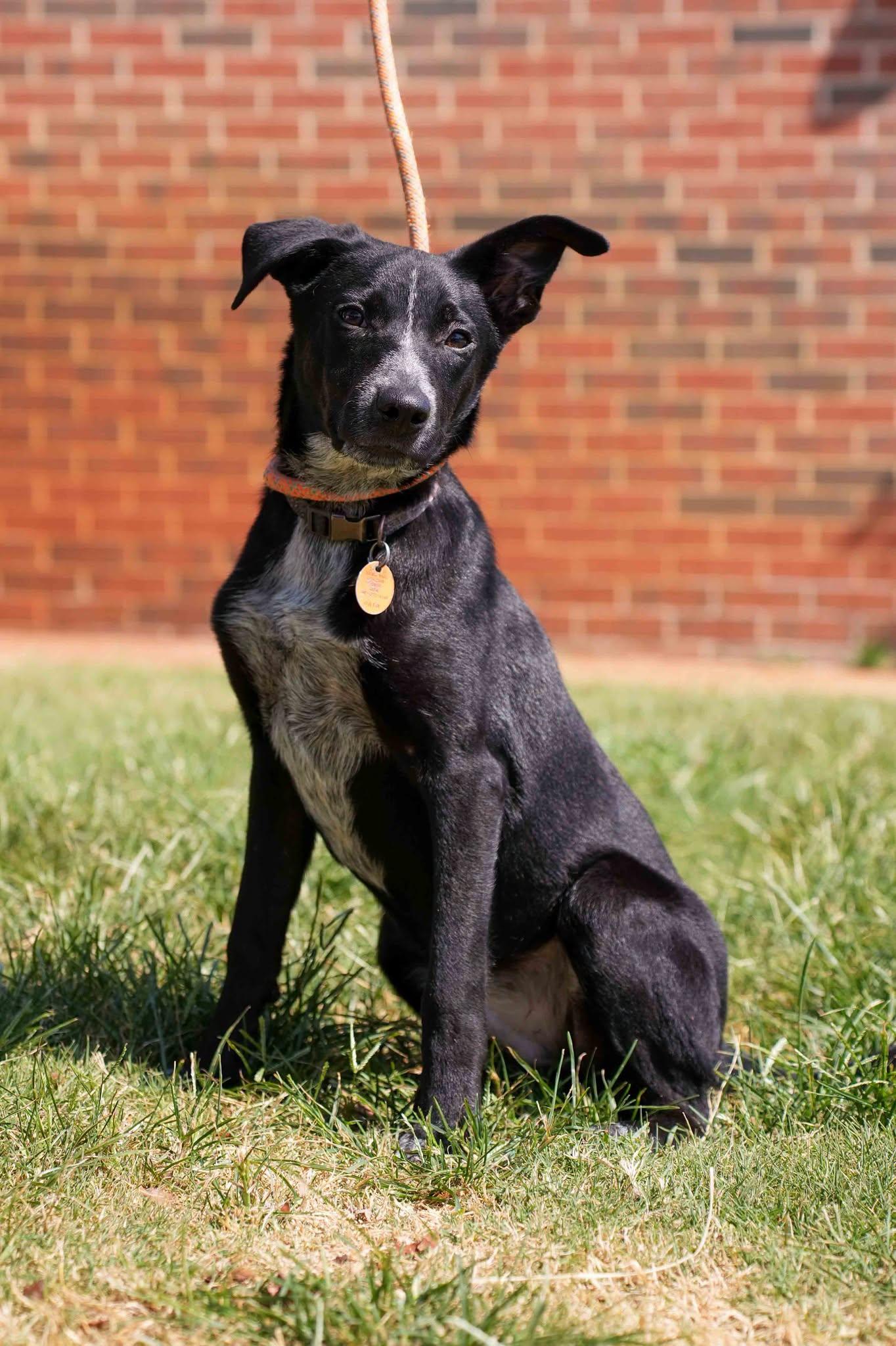 Enlarge Cinch, a ADOPTABLE mixed breed in Stillwater, OK image 1/1