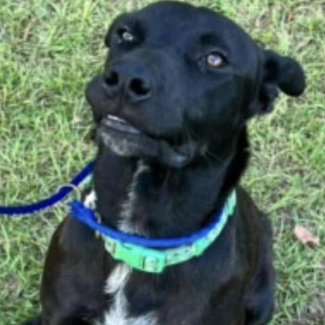 Reames, Adoptable, Young Male Labrador Retriever.