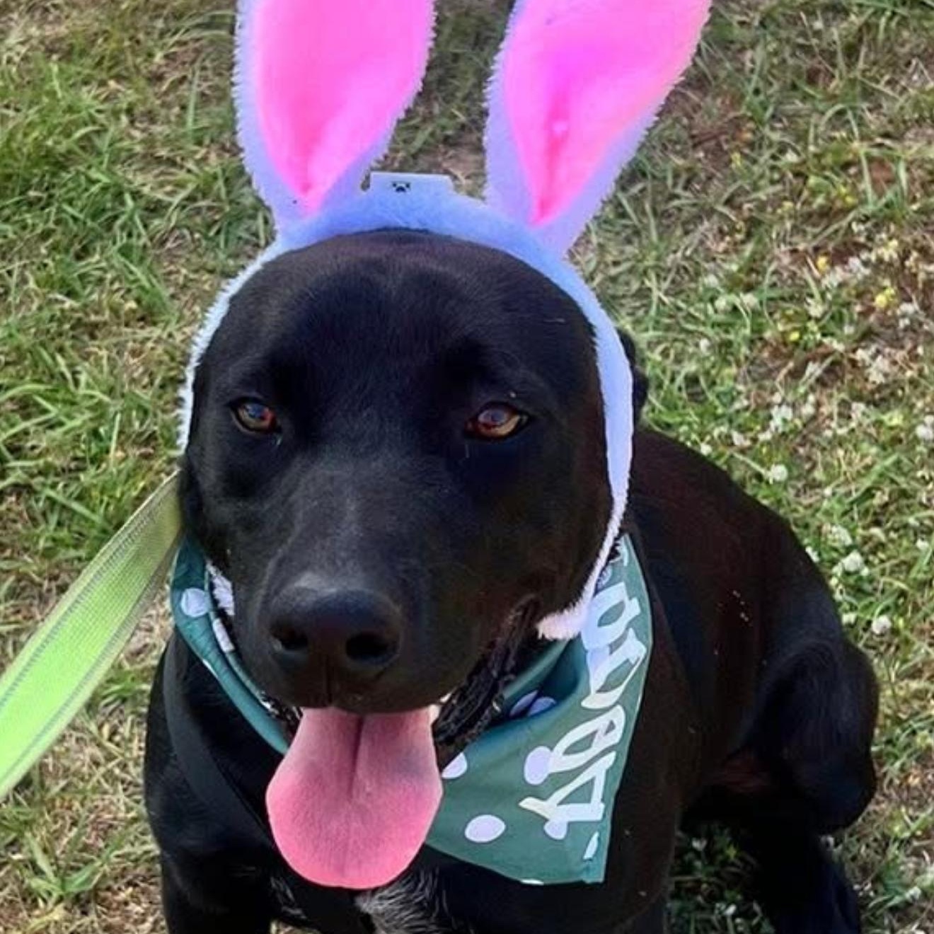 Reames, a Adoptable mixed breed in Leesburg, GA image 2/4