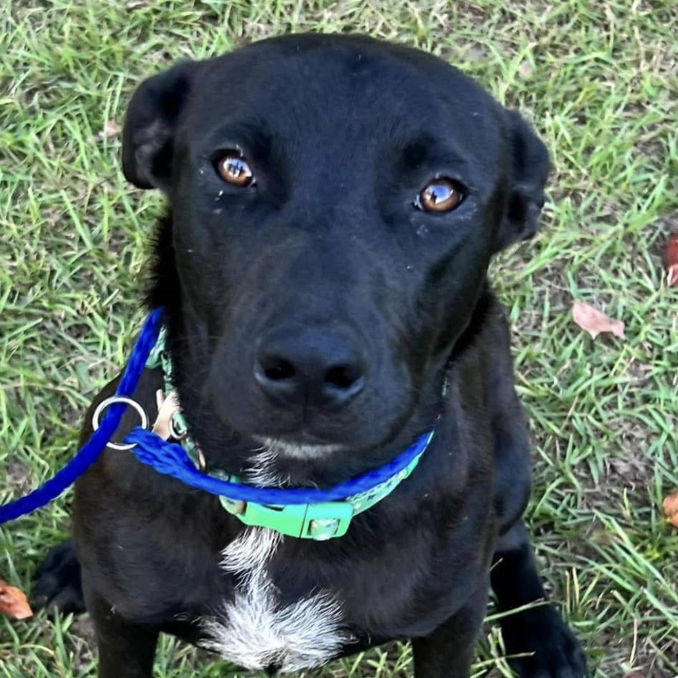 Reames, a Adoptable mixed breed in Leesburg, GA image 3/4