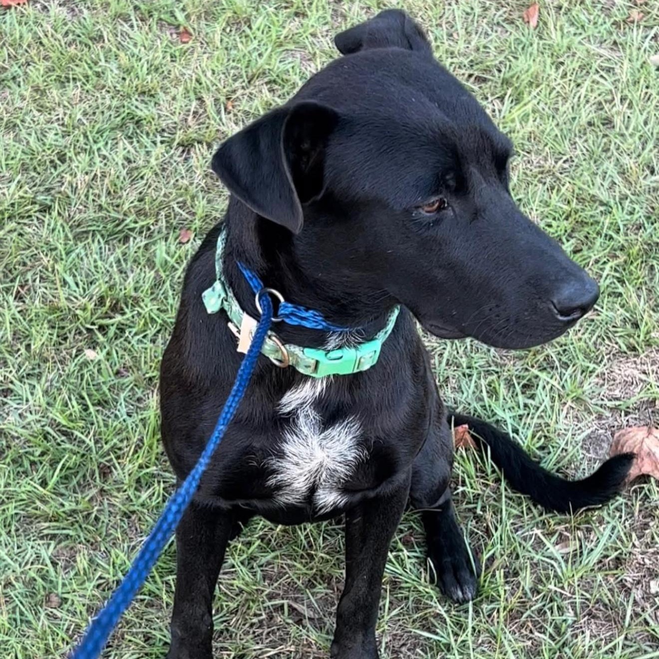 Reames, a Adoptable mixed breed in Leesburg, GA image 4/4