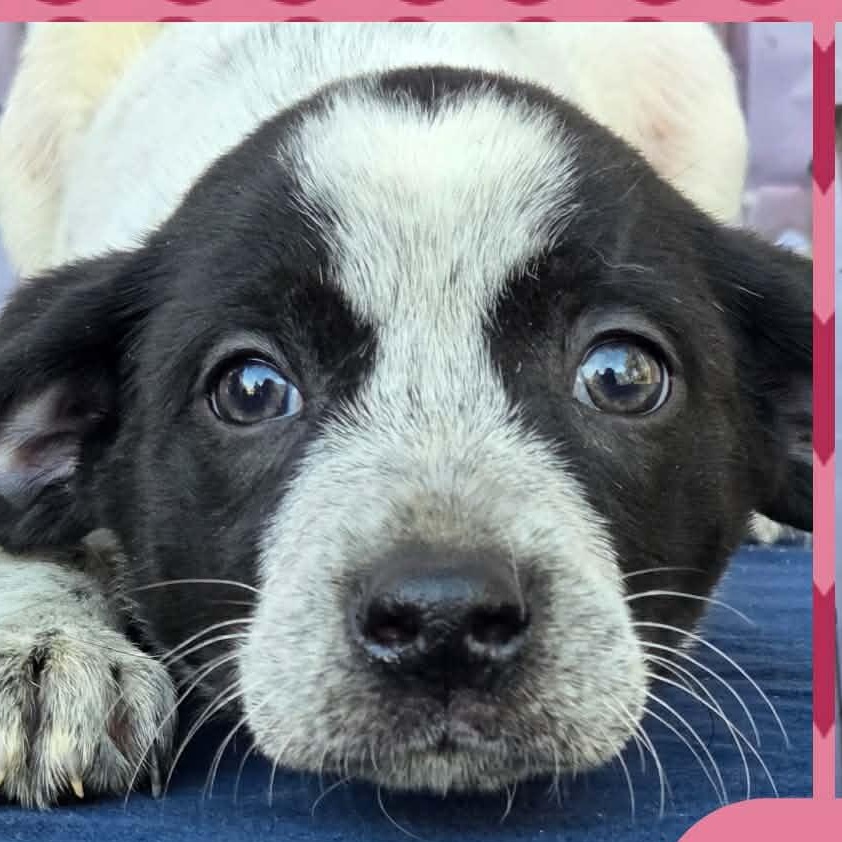 Debbie, ADOPTABLE, Puppy Female Australian Cattle Dog / Blue Heeler & Hound.