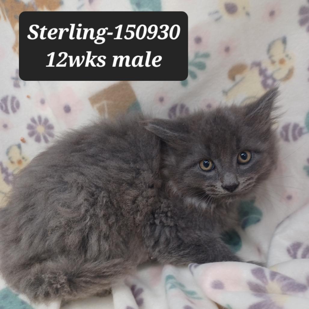 Sterling, Adoptable, Kitten Male Domestic Medium Hair.