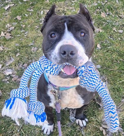 Enlarge Cabo, an adopted mixed breed in Wenatchee, WA image 2/4