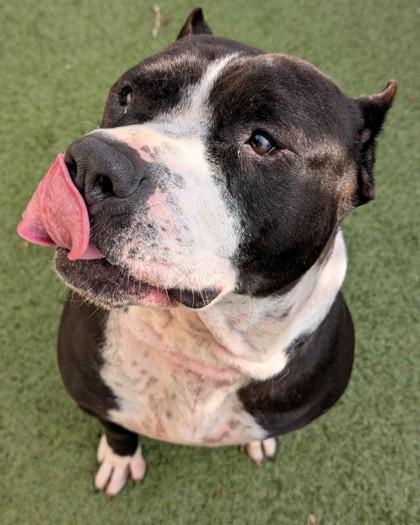 Enlarge Cabo, an adopted mixed breed in Wenatchee, WA image 3/4