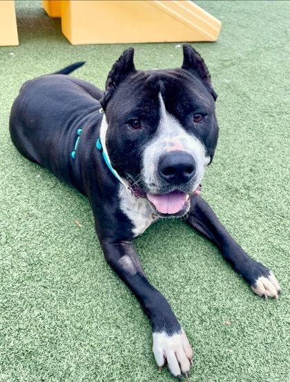 Enlarge Cabo, an adopted mixed breed in Wenatchee, WA image 4/4