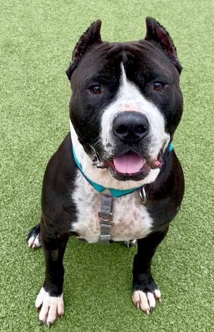 Cabo, adopted, Adult Male Pit Bull Terrier.