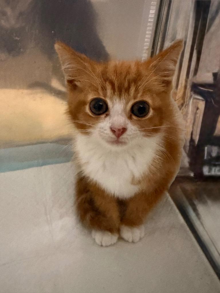 Selene Moss, Adoptable, Kitten Female Domestic Short Hair.