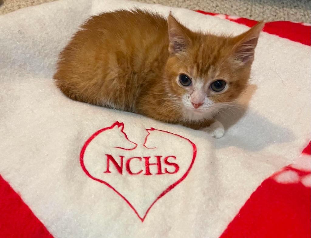 Enlarge Selene Moss, a Adoptable mixed breed in Newnan, GA image 2/2