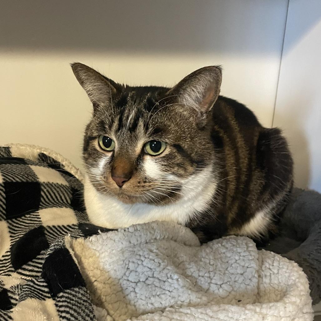 Gus, Adoptable, Adult Male Domestic Short Hair.
