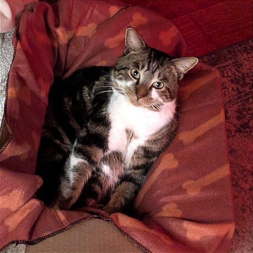 Gus, a Adoptable Domestic Short Hair in Prescott, AZ image 2/5