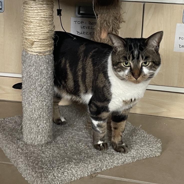 Gus, a Adoptable Domestic Short Hair in Prescott, AZ image 3/5