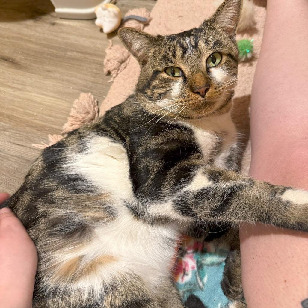 Gus, a Adoptable Domestic Short Hair in Prescott, AZ image 4/5